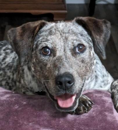 Penny, ADOPTABLE, Adult Female German Shorthaired Pointer & Australian Cattle Dog / Blue Heeler.