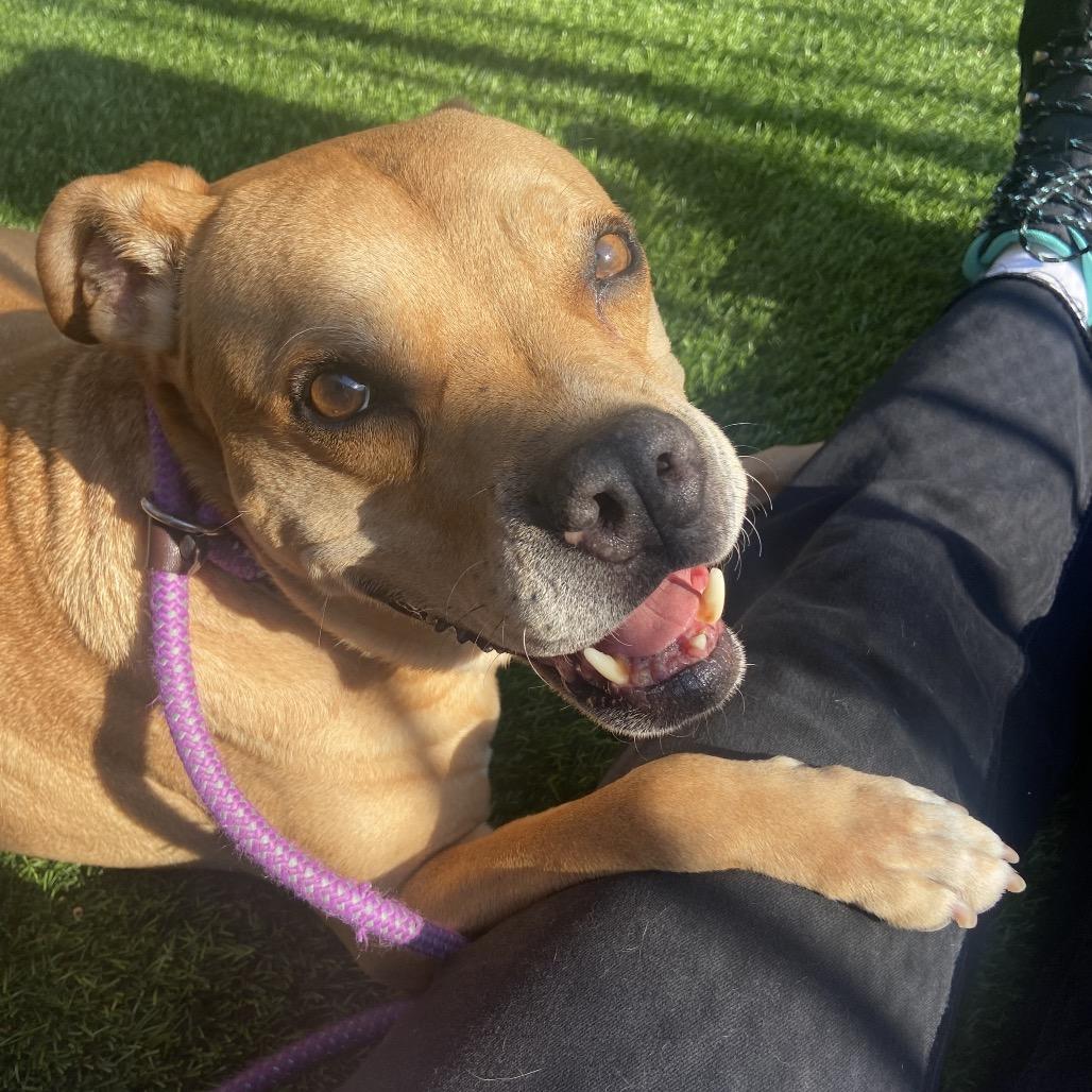 Mookie, Adoptable, Senior Male Boxer.