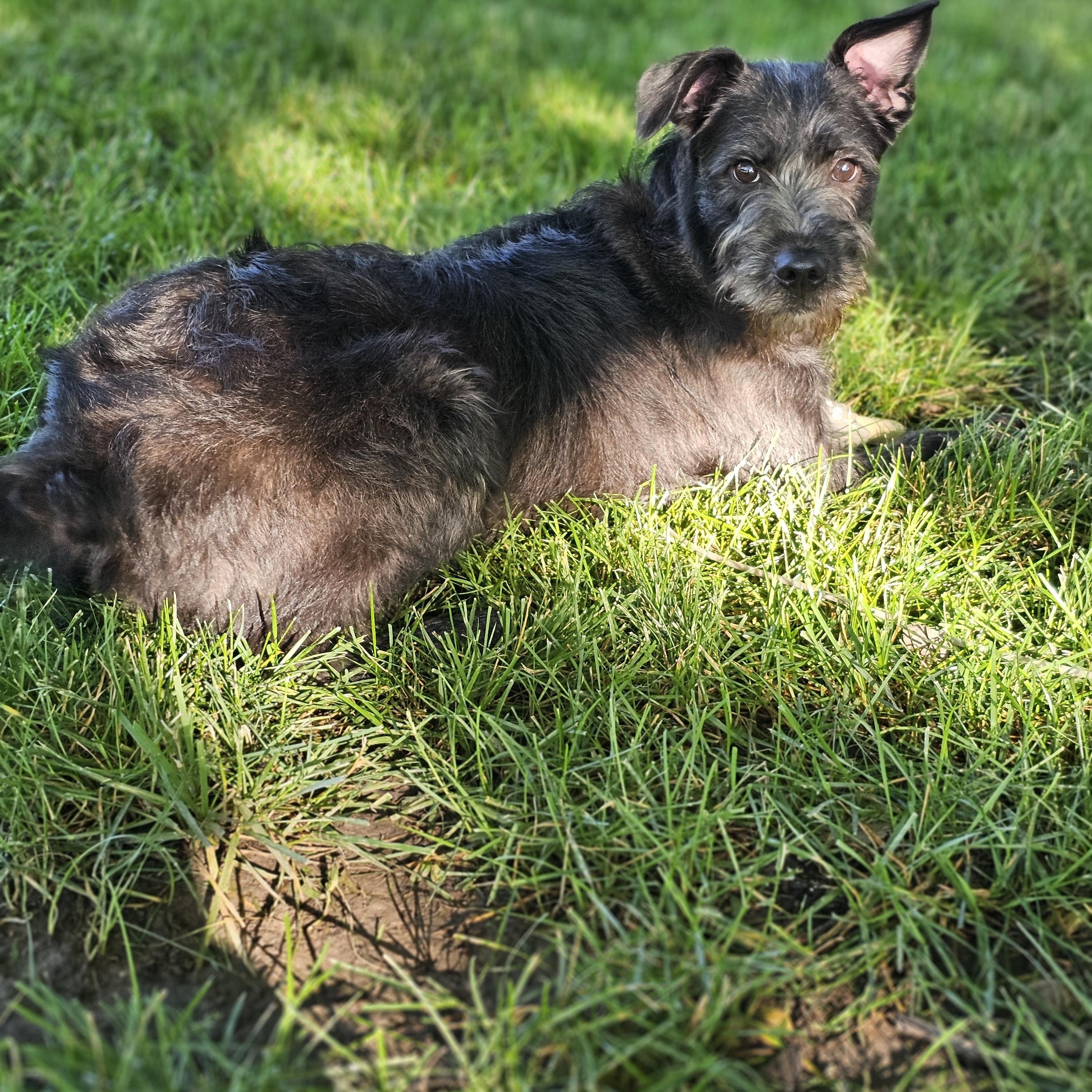 Nala- Springfield, a Adoptable mixed breed in Springfield , IL image 3/6