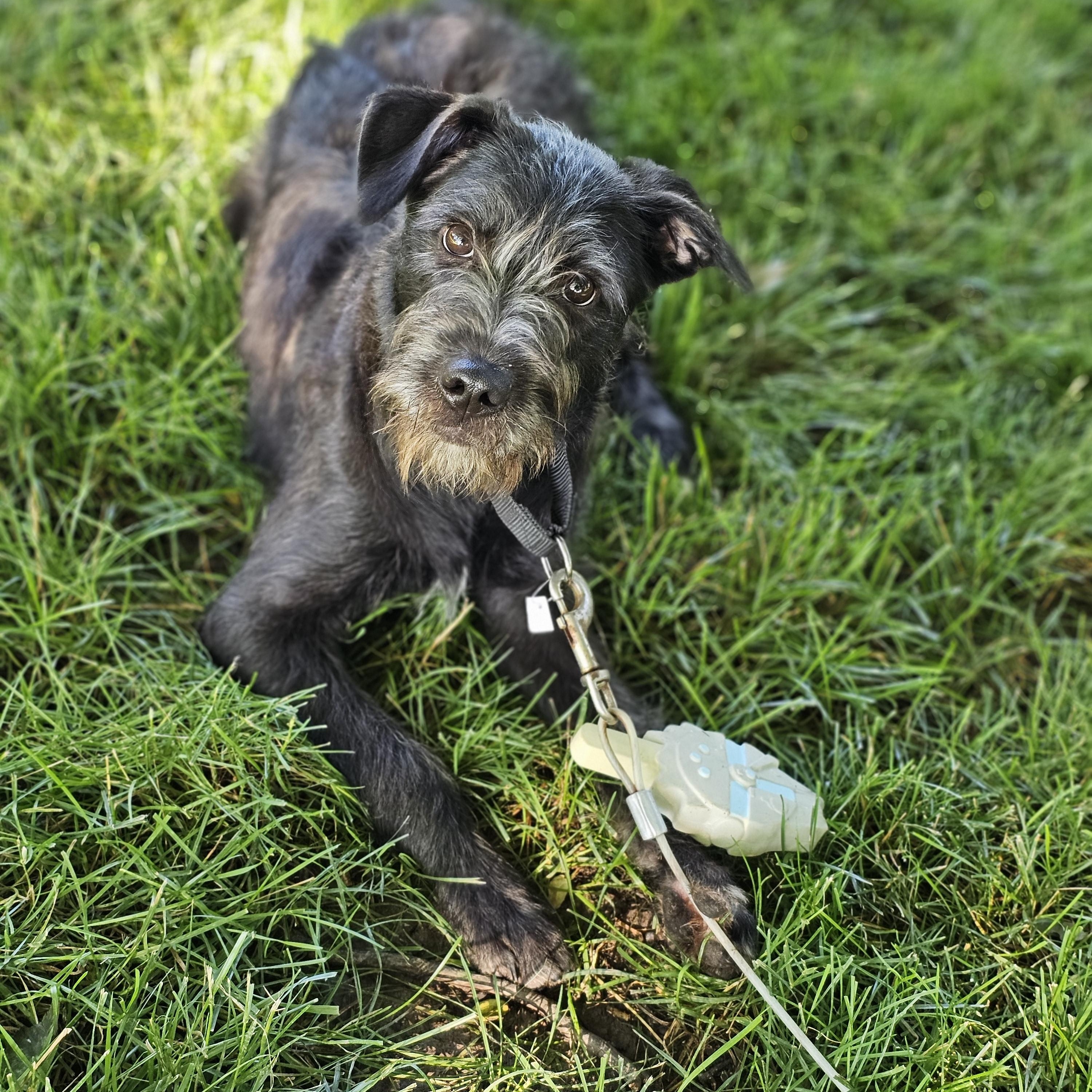 Nala- Springfield, a Adoptable mixed breed in Springfield , IL image 2/6