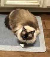 Sasha, Adoptable, Senior Female Himalayan & Domestic Long Hair.