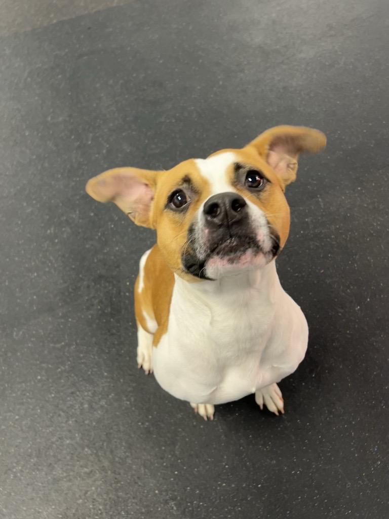 Tina, a Adoptable Pit Bull Terrier in Indianapolis, IN image 2/3