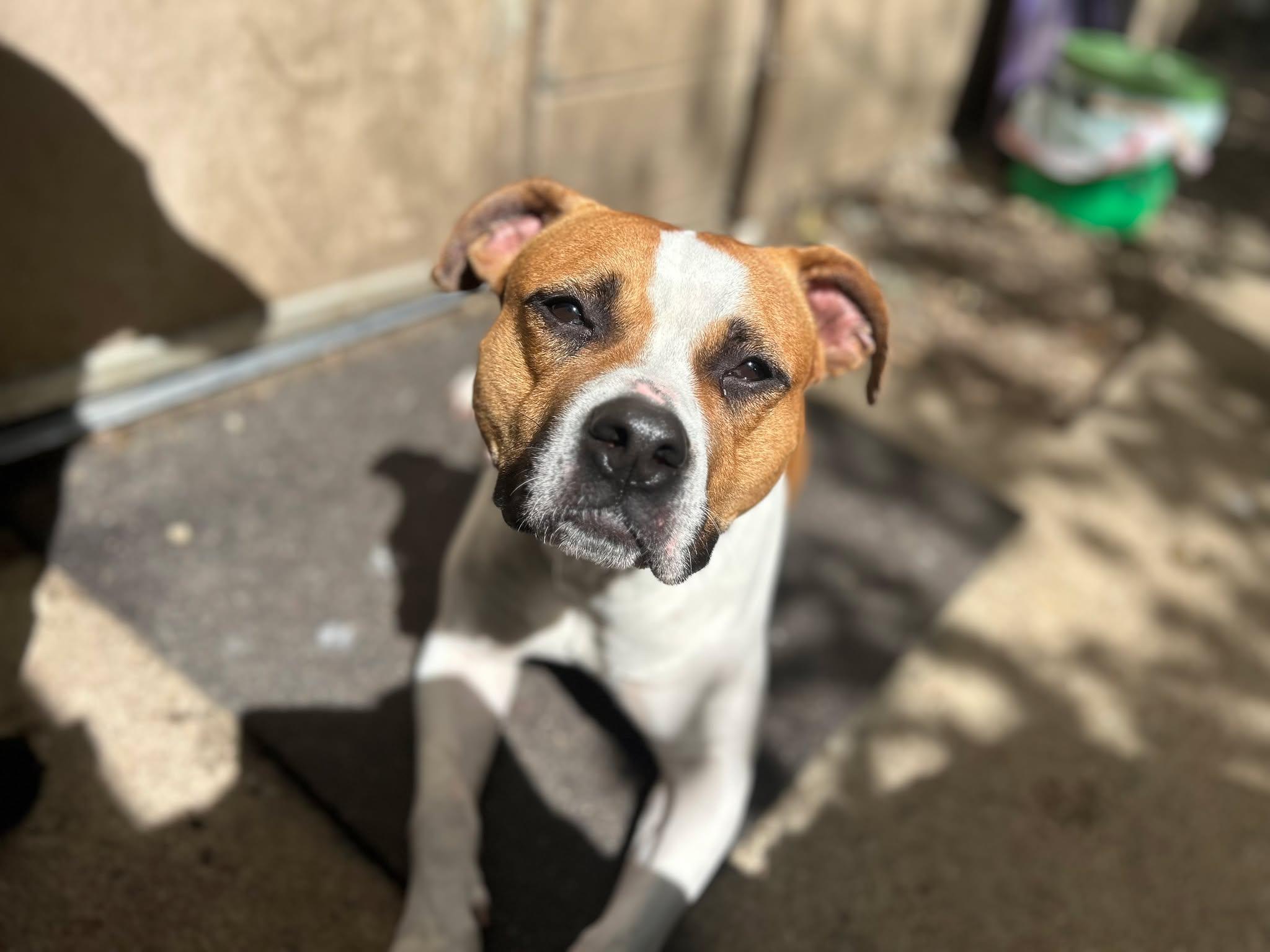 Tina, a Adoptable Pit Bull Terrier in Indianapolis, IN image 3/3