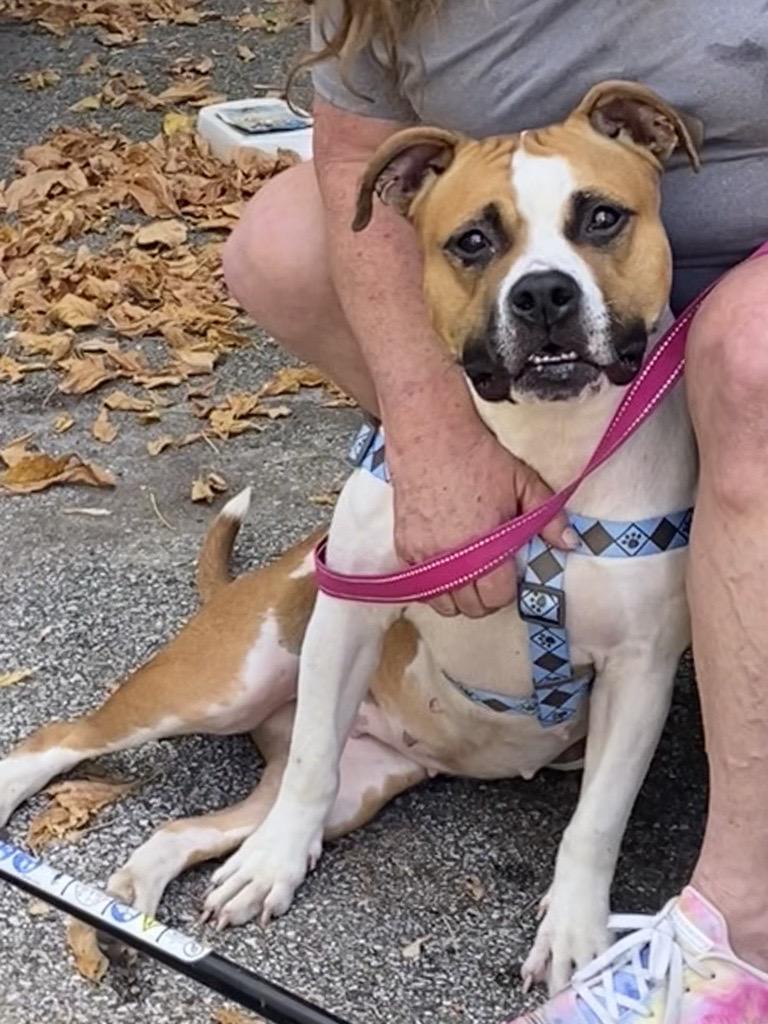 Tina, Adoptable, Adult Female Pit Bull Terrier.