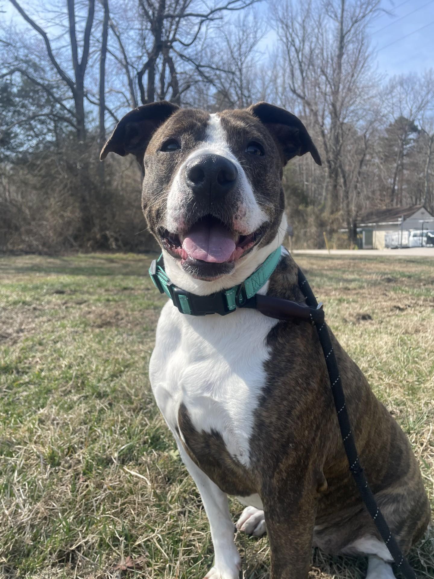 Sophia, ADOPTABLE, Adult Female Plott Hound & Pit Bull Terrier.