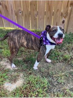 Enlarge Sophia, a ADOPTABLE mixed breed in Ashland, VA image 2/4