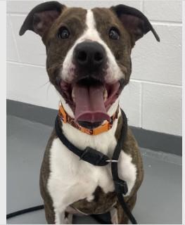 Enlarge Sophia, a ADOPTABLE mixed breed in Ashland, VA image 3/4