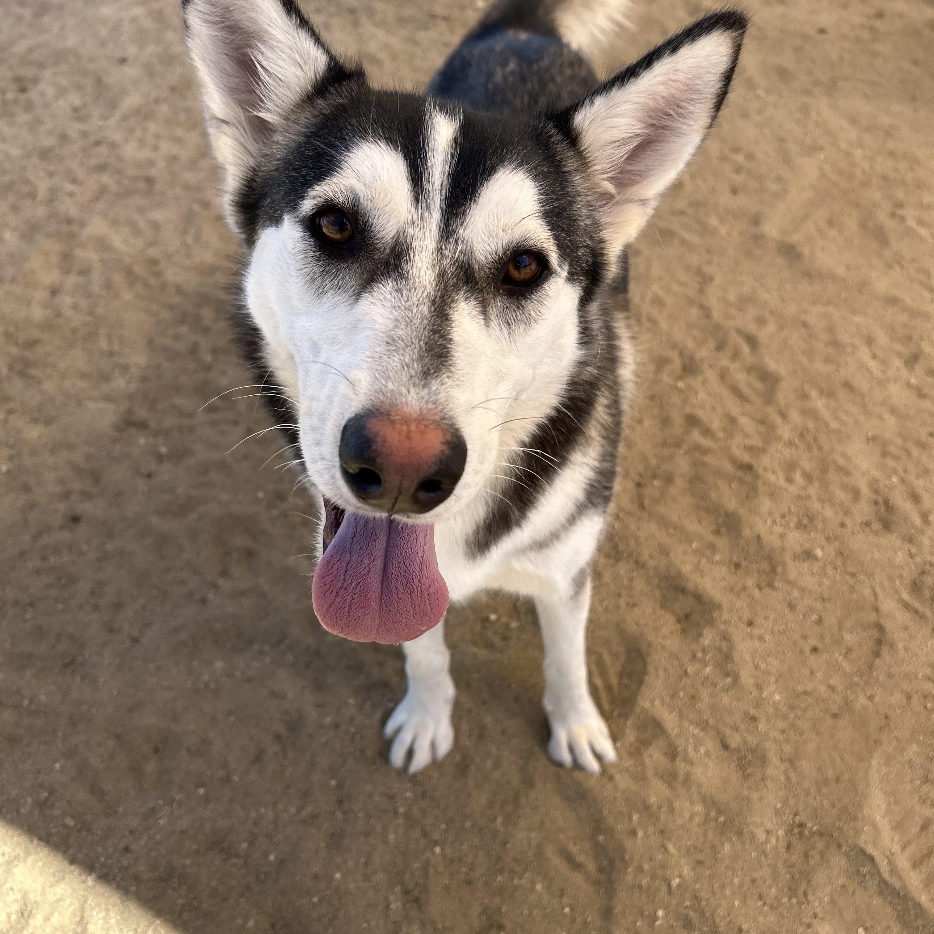 Enlarge June, a Adoptable Husky in Littlerock, CA image 2/2