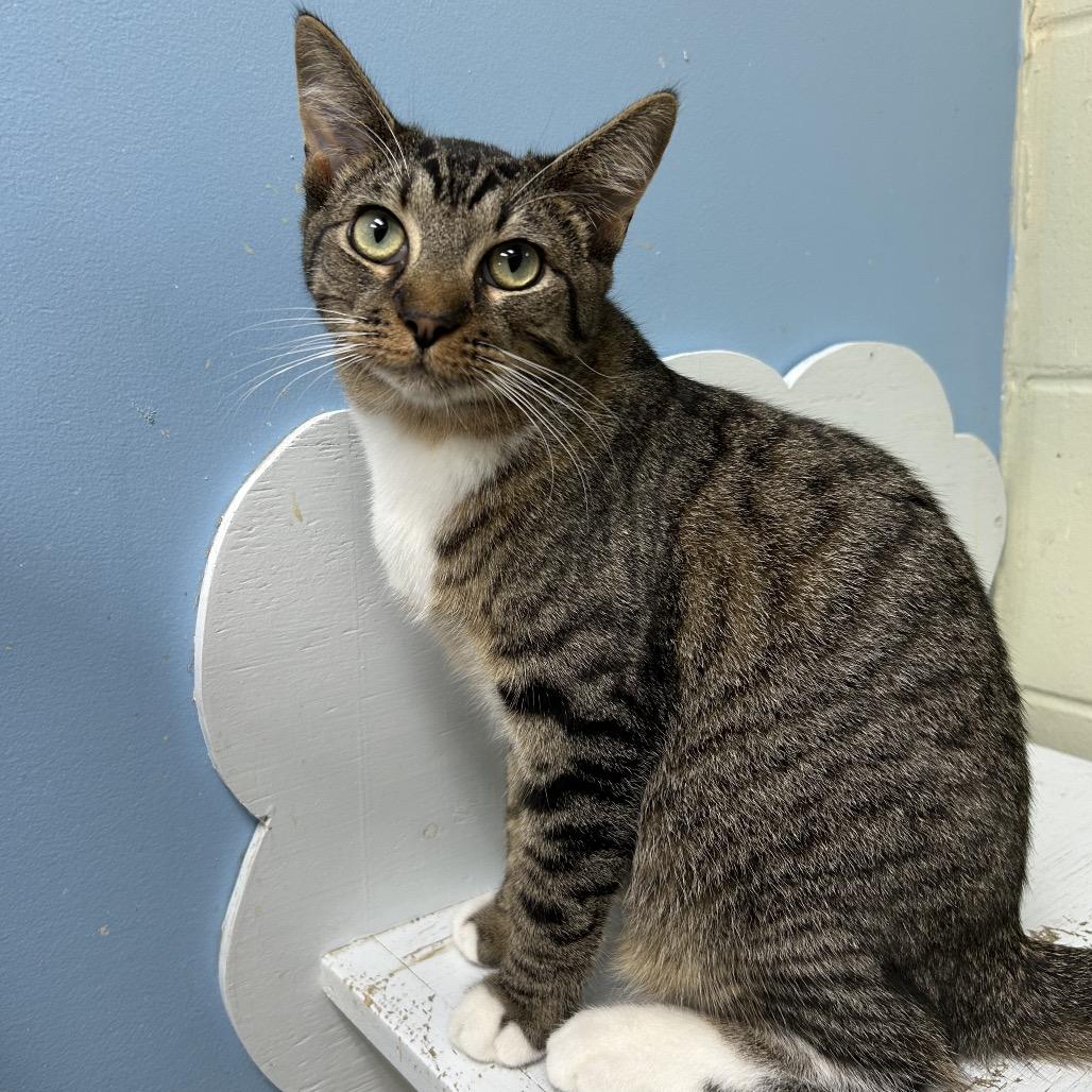 Enlarge Shio 27160, a Adoptable Domestic Short Hair in Middleburg, FL image 1/5