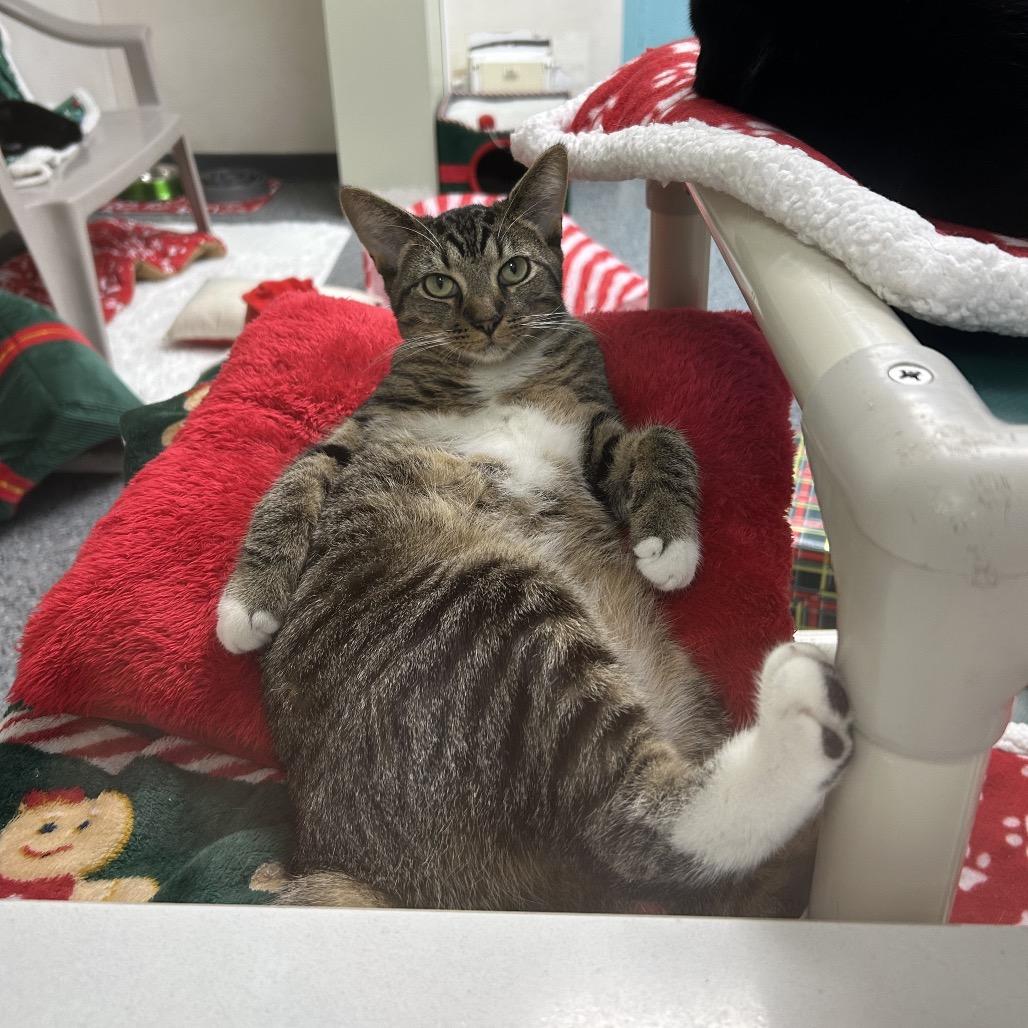 Enlarge Shio 27160, a Adoptable Domestic Short Hair in Middleburg, FL image 2/5