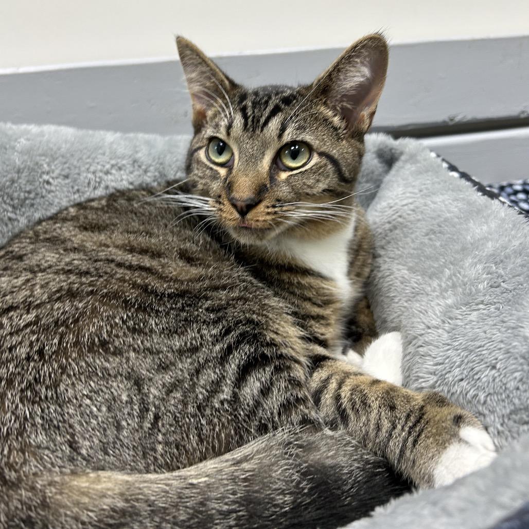 Enlarge Shio 27160, a Adoptable Domestic Short Hair in Middleburg, FL image 3/5