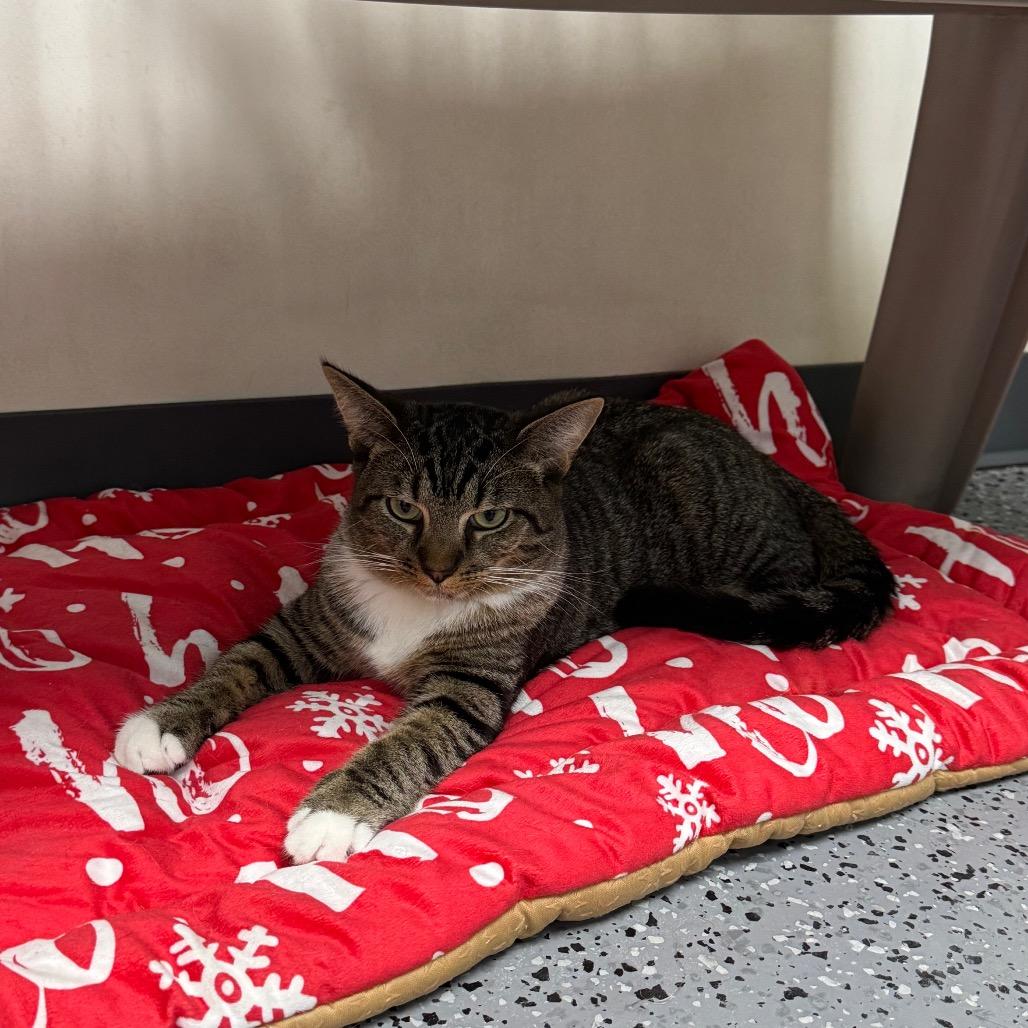 Enlarge Shio 27160, a Adoptable Domestic Short Hair in Middleburg, FL image 4/5