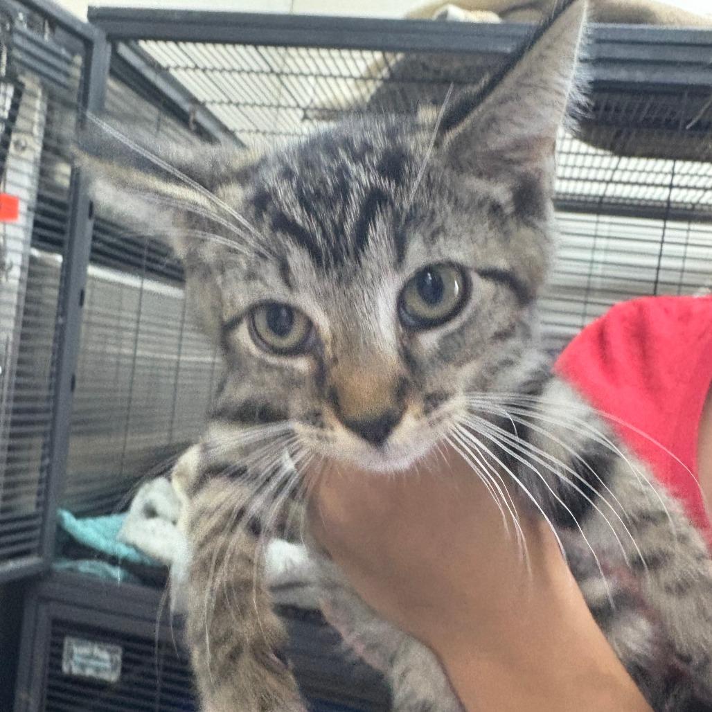 Enlarge Shio 27160, a Adoptable Domestic Short Hair in Middleburg, FL image 5/5