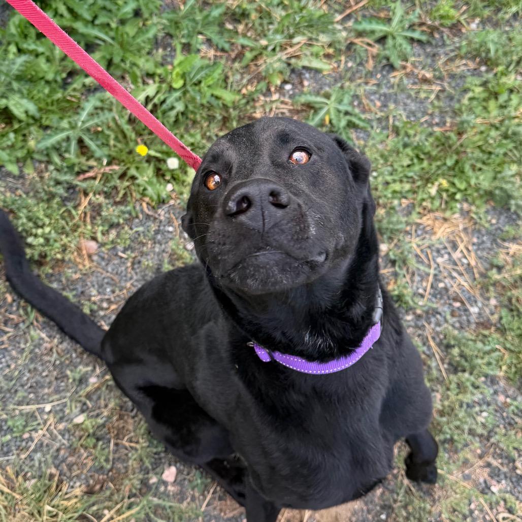 Enlarge Shadow, a Adoptable mixed breed in Cheyenne, WY image 1/4