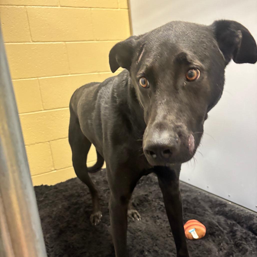 Enlarge Shadow, a Adoptable mixed breed in Cheyenne, WY image 2/4