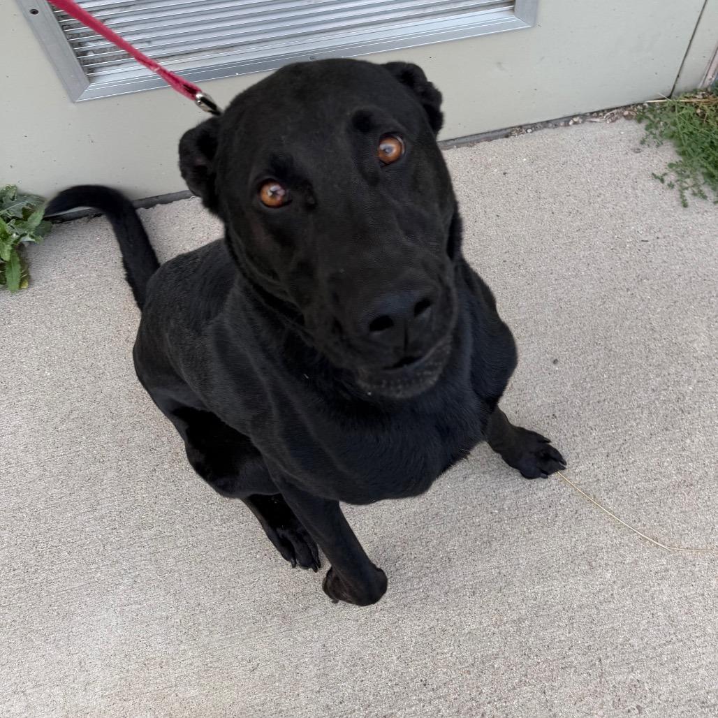Enlarge Shadow, a Adoptable mixed breed in Cheyenne, WY image 3/4