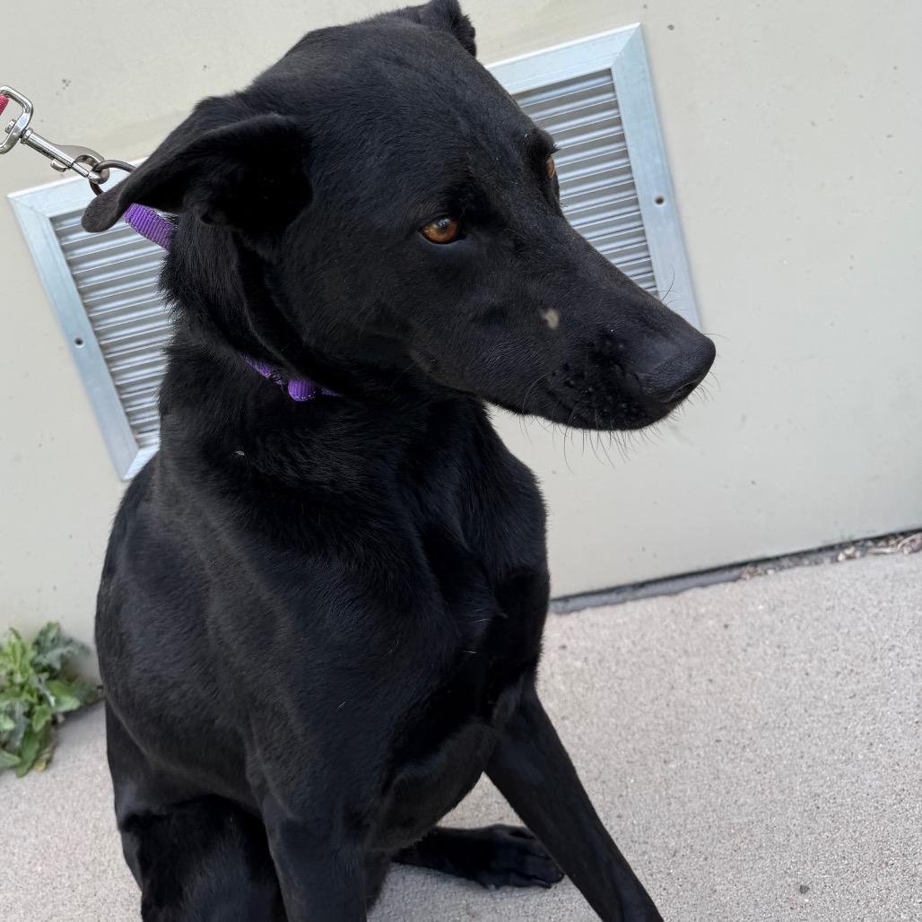 Enlarge Shadow, a Adoptable mixed breed in Cheyenne, WY image 4/4