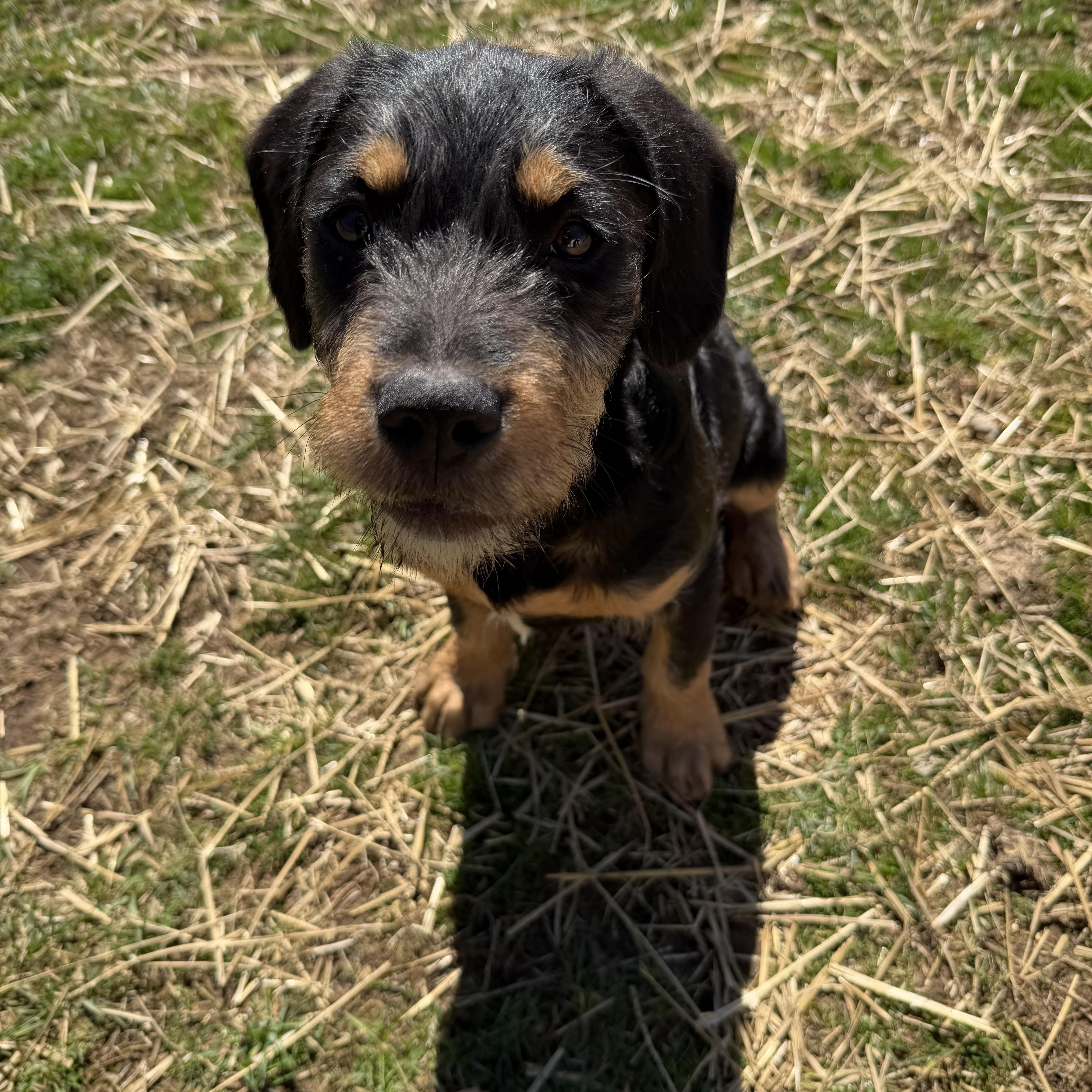 Enlarge Buzz, a Adoptable Mixed Breed in South Charleston, OH image 2/2