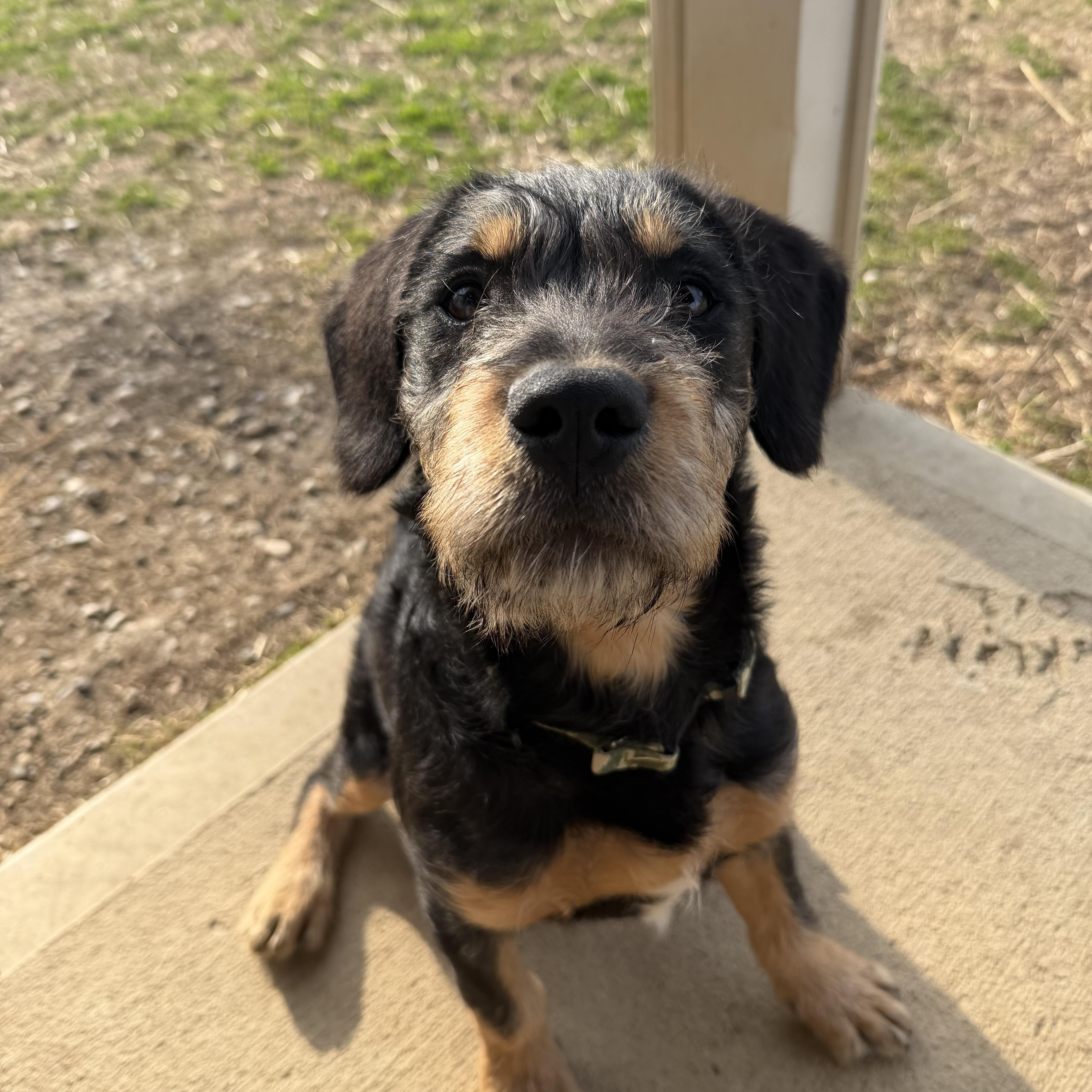 Buzz, Adoptable, Puppy Male Mixed Breed.