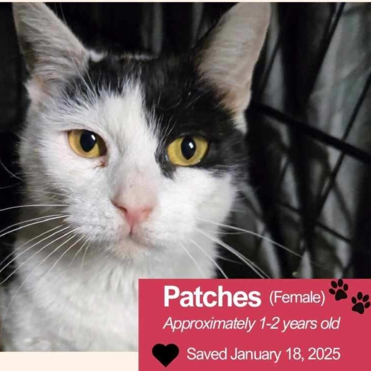 Patches, Adult Female Domestic Short Hair