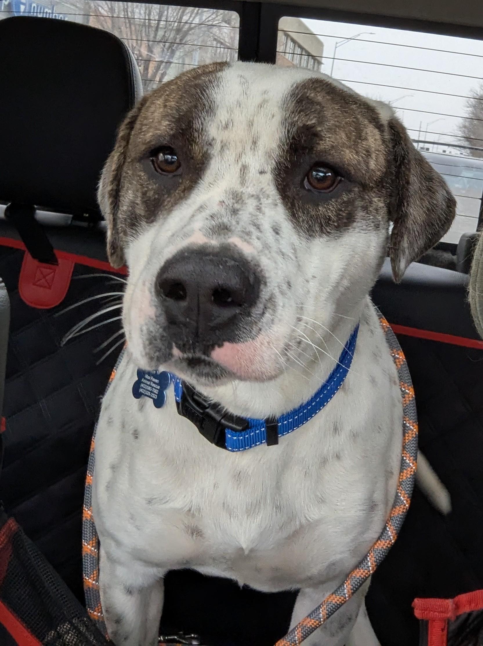 Bruegger, Adoptable, Adult Male Pit Bull Terrier.