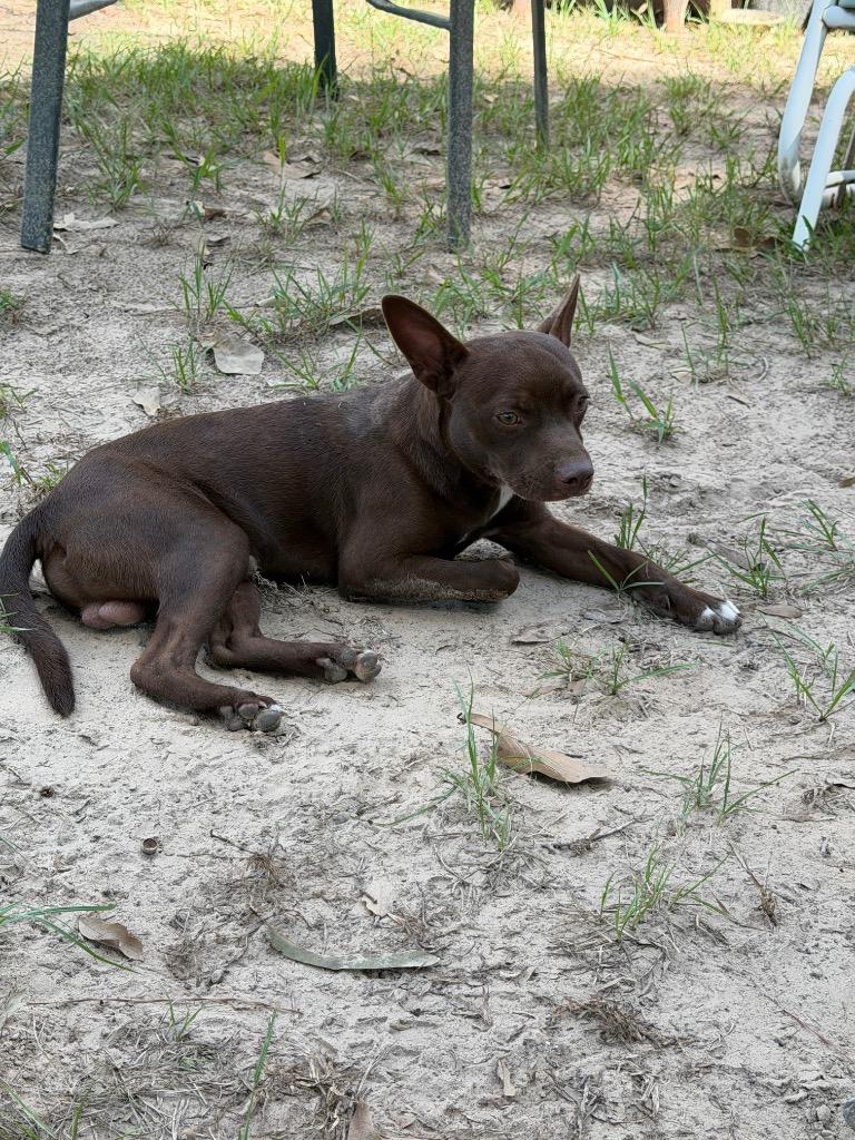 Brodie, Adoptable, Puppy Male Chihuahua & Terrier.