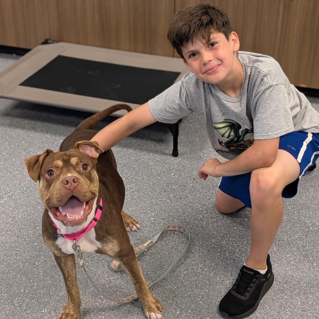 Enlarge Temu, a Adoptable Mixed Breed in Naperville, IL image 1/3