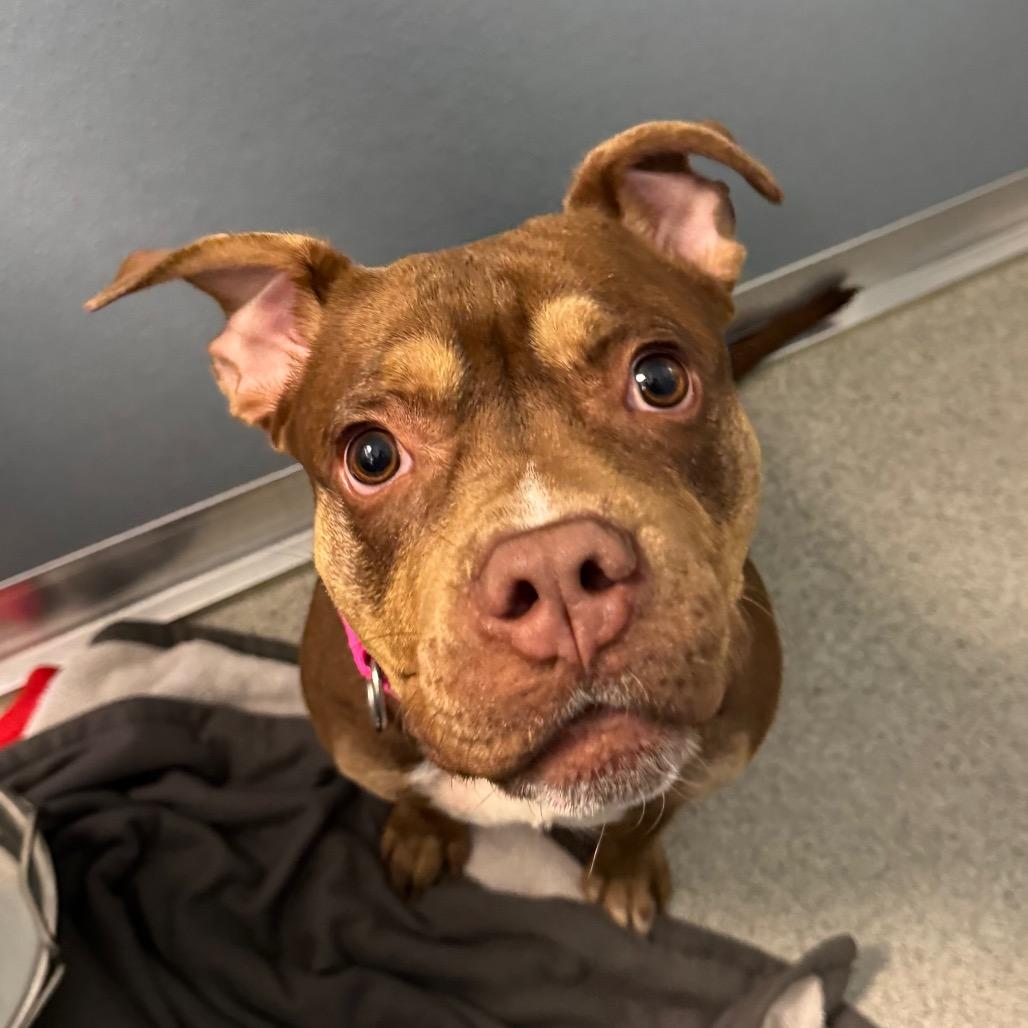 Enlarge Temu, a Adoptable Mixed Breed in Naperville, IL image 2/3