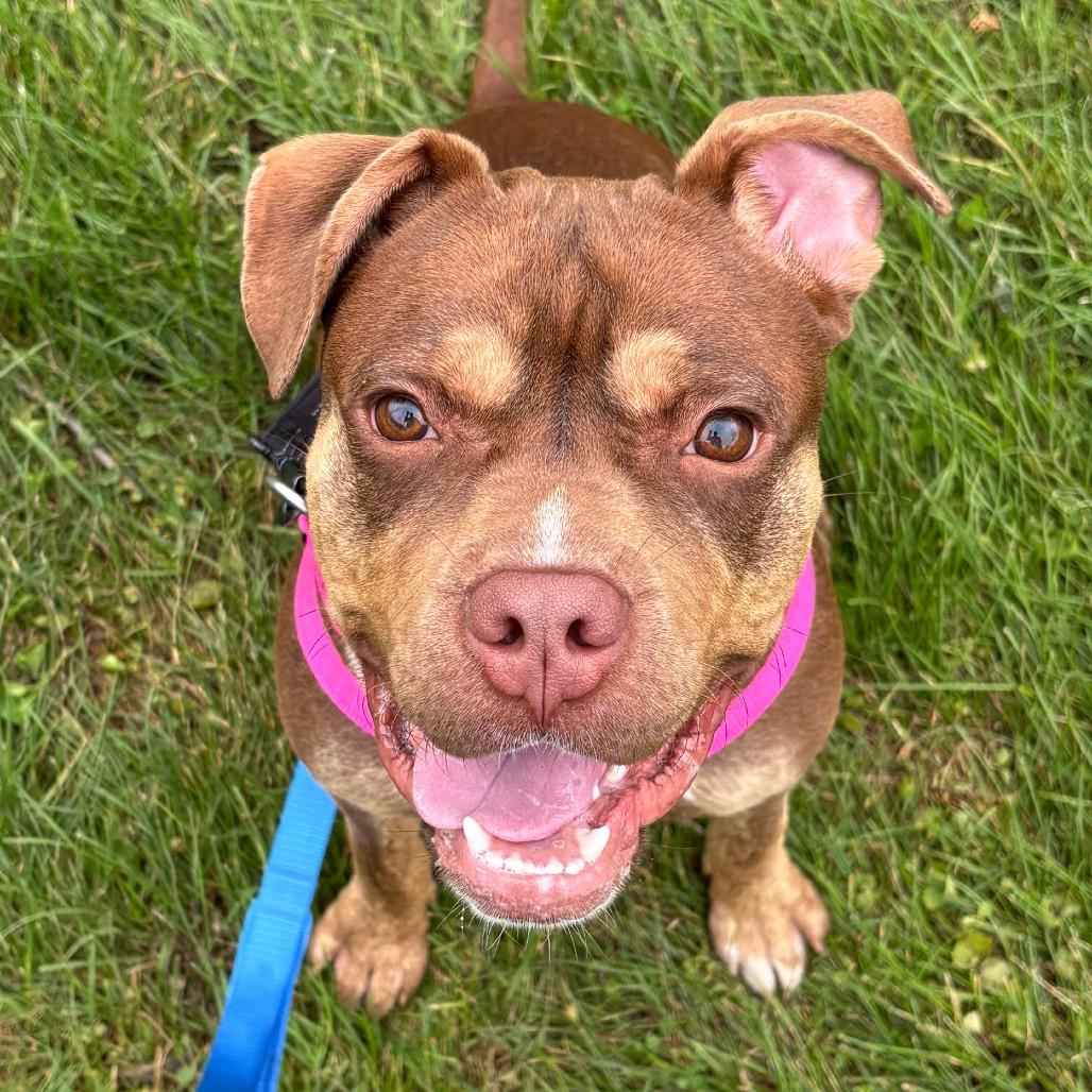 Enlarge Temu, a Adoptable Mixed Breed in Naperville, IL image 3/3