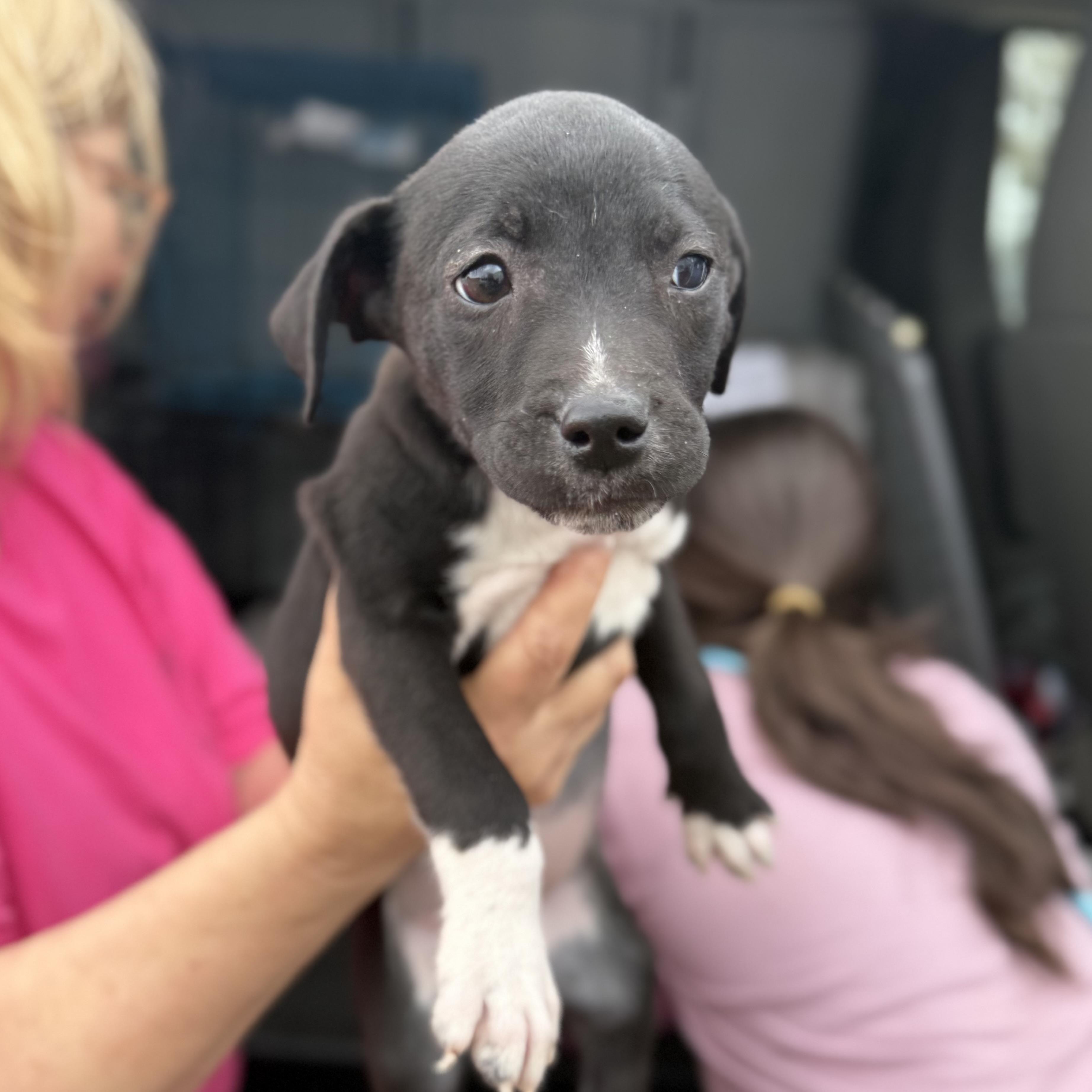 Praying Mantis — thumbnail 3