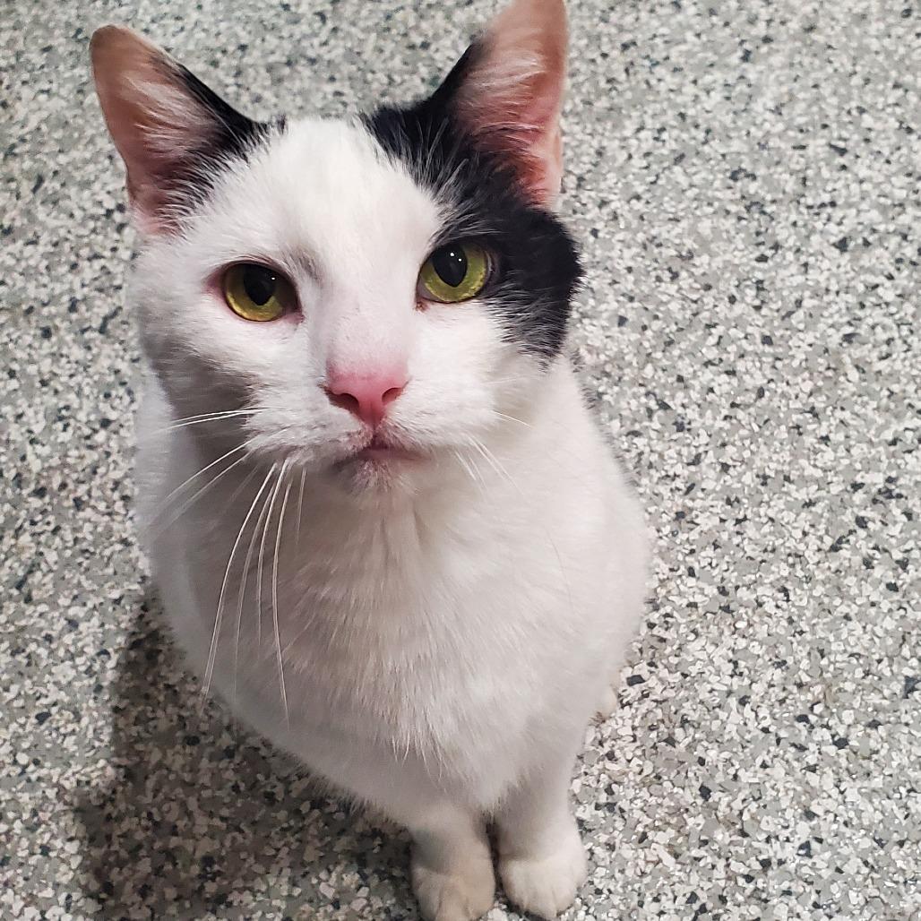 Harry C25-355, Adoptable, Senior Male Domestic Short Hair.