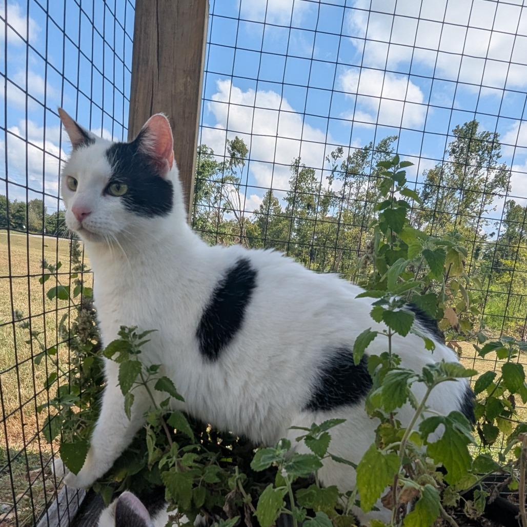 Enlarge Harry C25-355, a Adoptable Domestic Short Hair in Lebanon, TN image 2/6