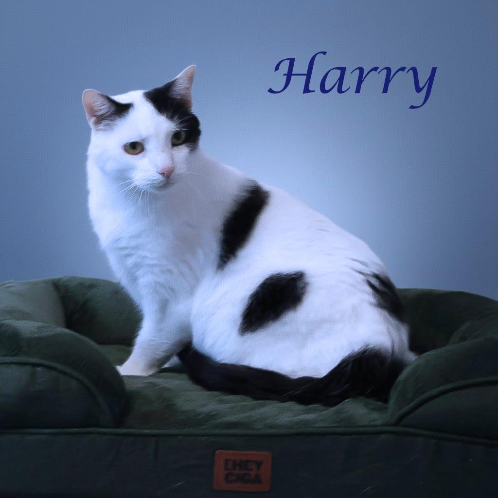 Enlarge Harry C25-355, a Adoptable Domestic Short Hair in Lebanon, TN image 3/6