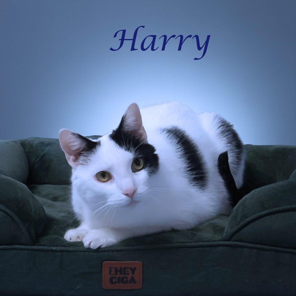 Enlarge Harry C25-355, a Adoptable Domestic Short Hair in Lebanon, TN image 5/6