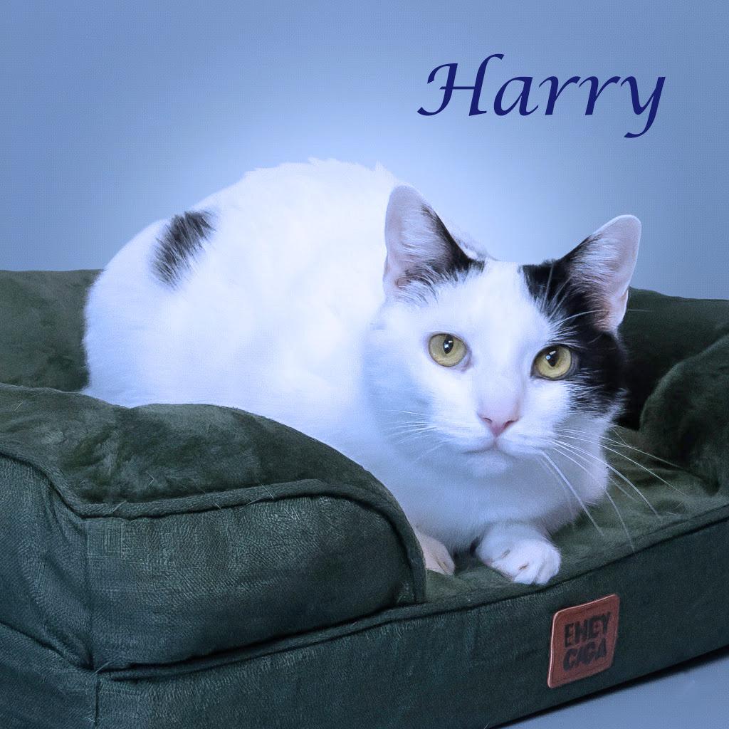 Enlarge Harry C25-355, a Adoptable Domestic Short Hair in Lebanon, TN image 6/6