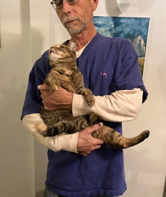 Precious, Adopted, Young Female Domestic Short Hair & Tabby.