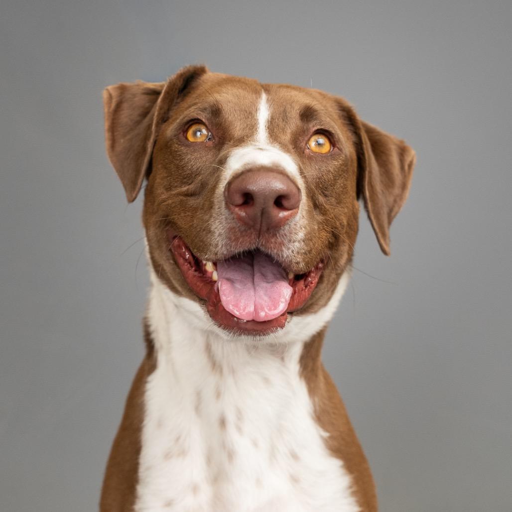 Dawson, Adoptable, Adult Male Labrador Retriever.