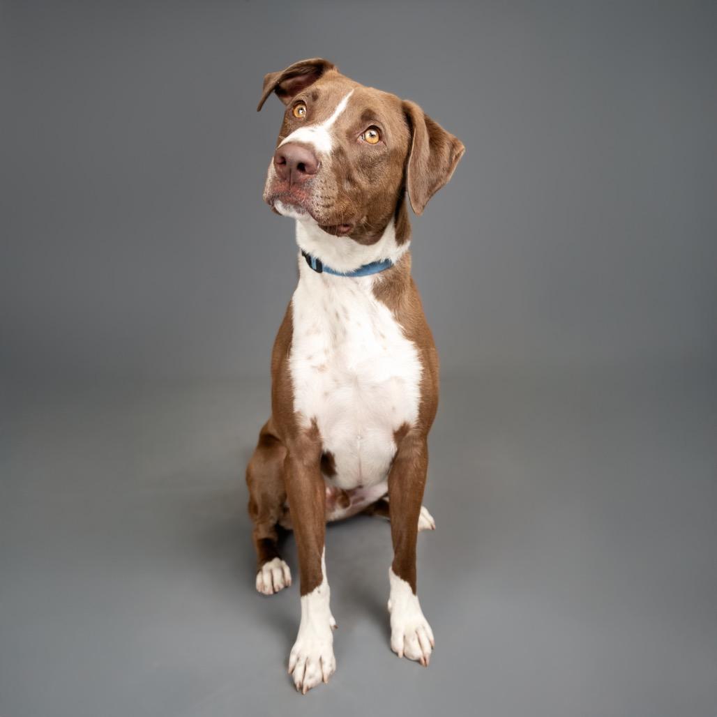 Dawson, a Adoptable Labrador Retriever in Palm Springs, CA image 2/4