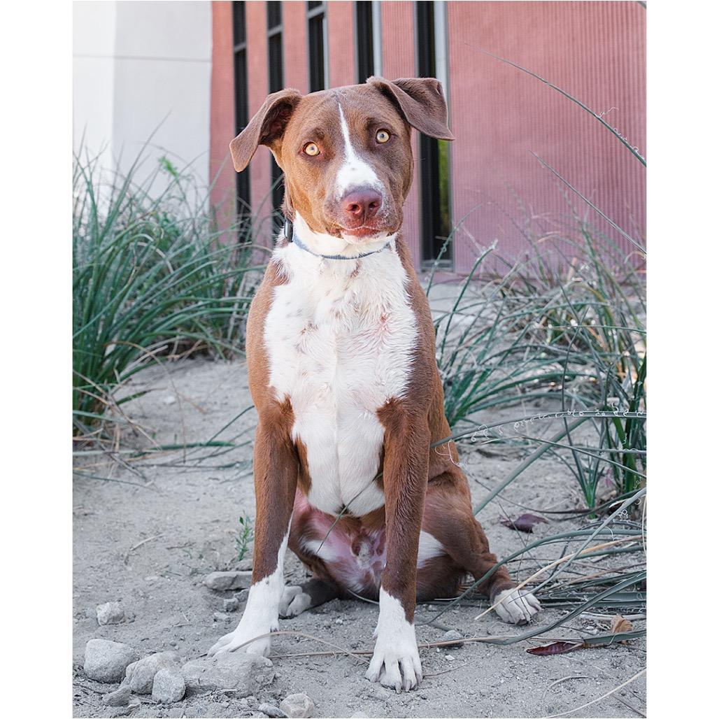 Dawson, a Adoptable Labrador Retriever in Palm Springs, CA image 3/4