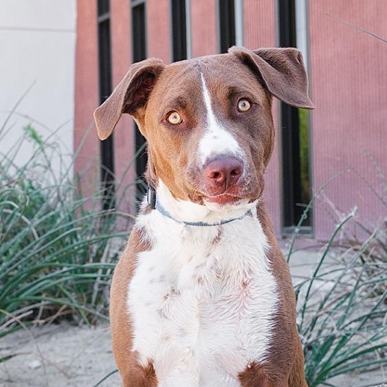 Dawson, a Adoptable Labrador Retriever in Palm Springs, CA image 4/4