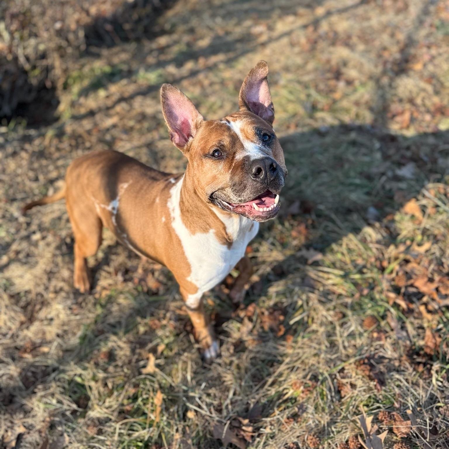 Rico , a ADOPTABLE mixed breed in Chesapeake Beach, MD image 4/6