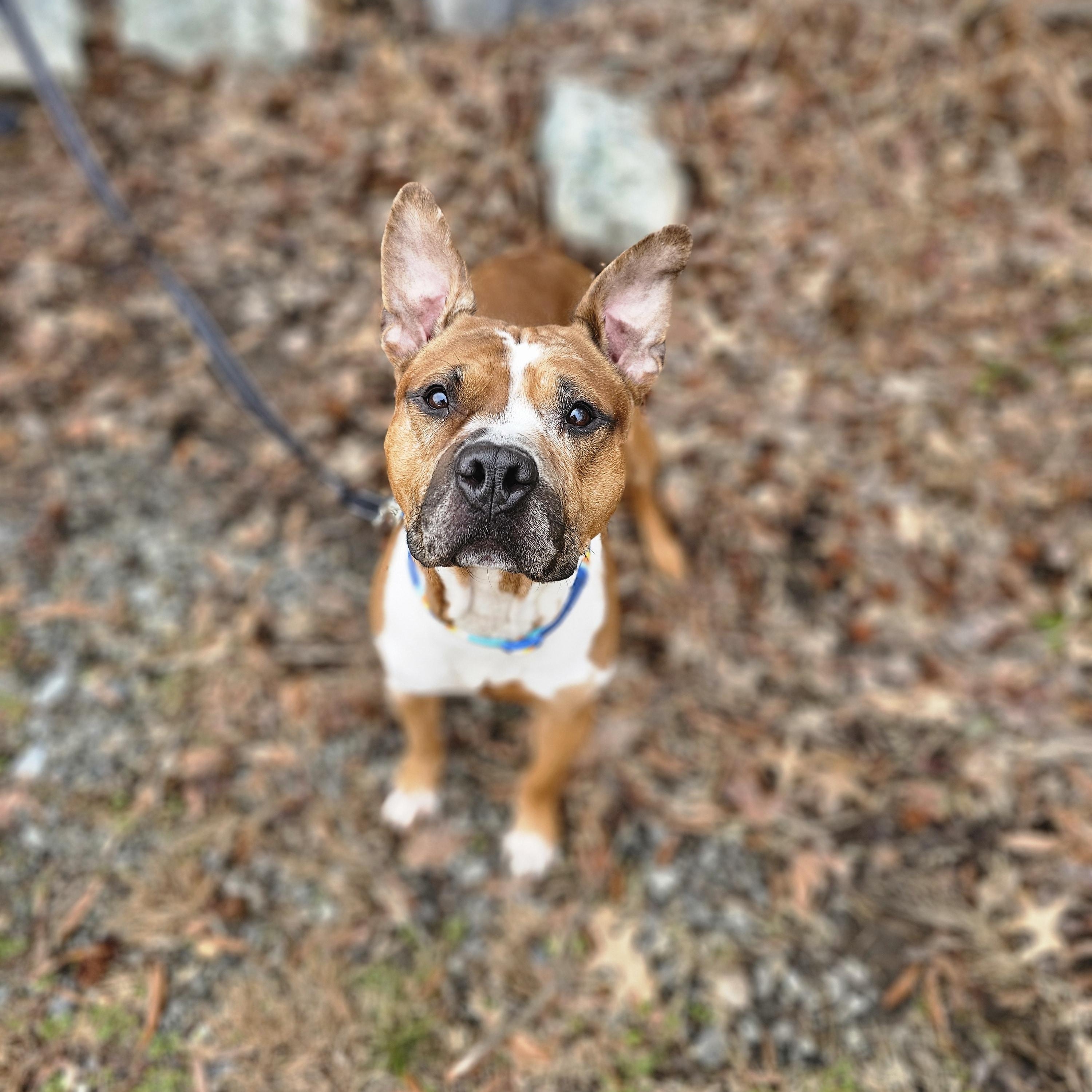 Hobbes , ADOPTABLE, Adult Male Mixed Breed.