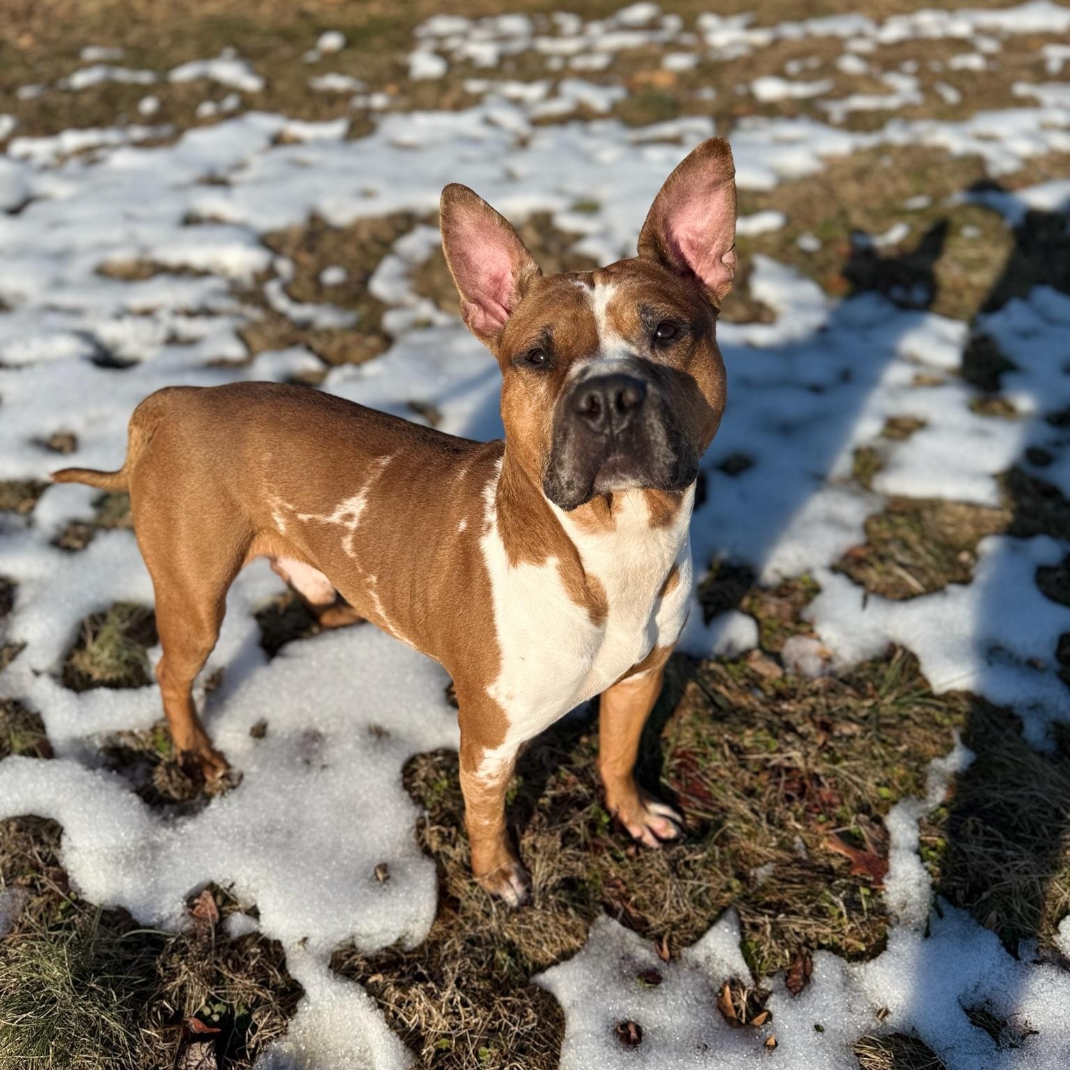 Rico , a ADOPTABLE mixed breed in Chesapeake Beach, MD image 1/6