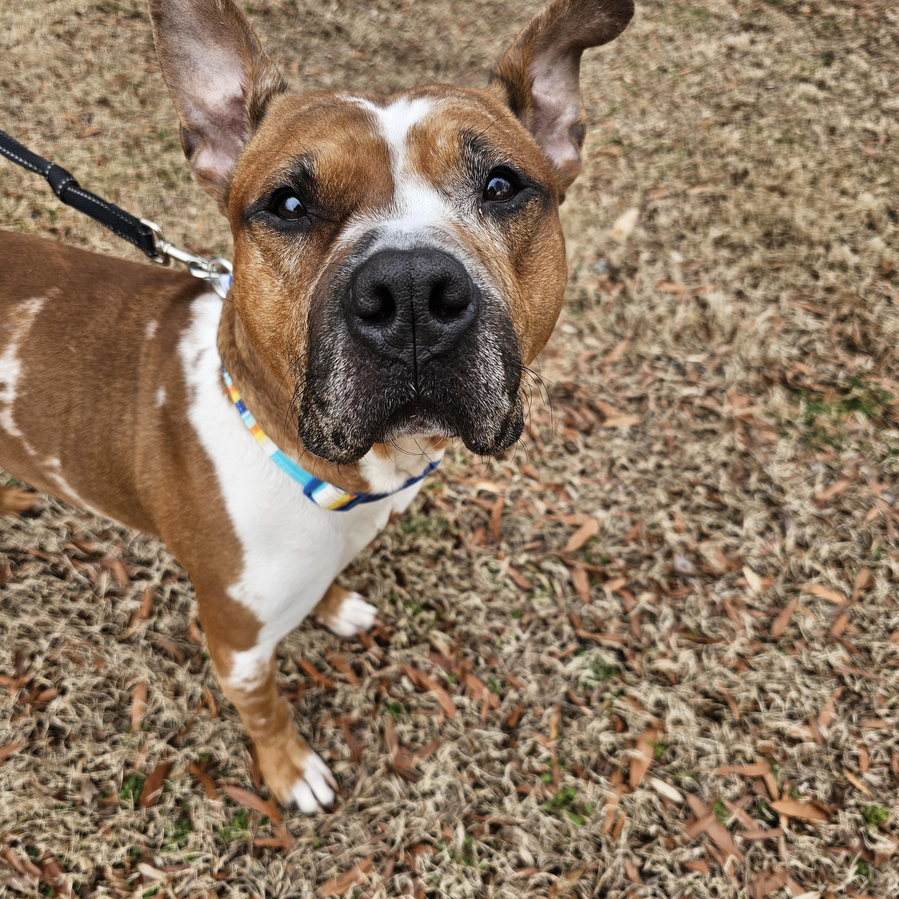 Rico , ADOPTABLE, Adult Male Mixed Breed.