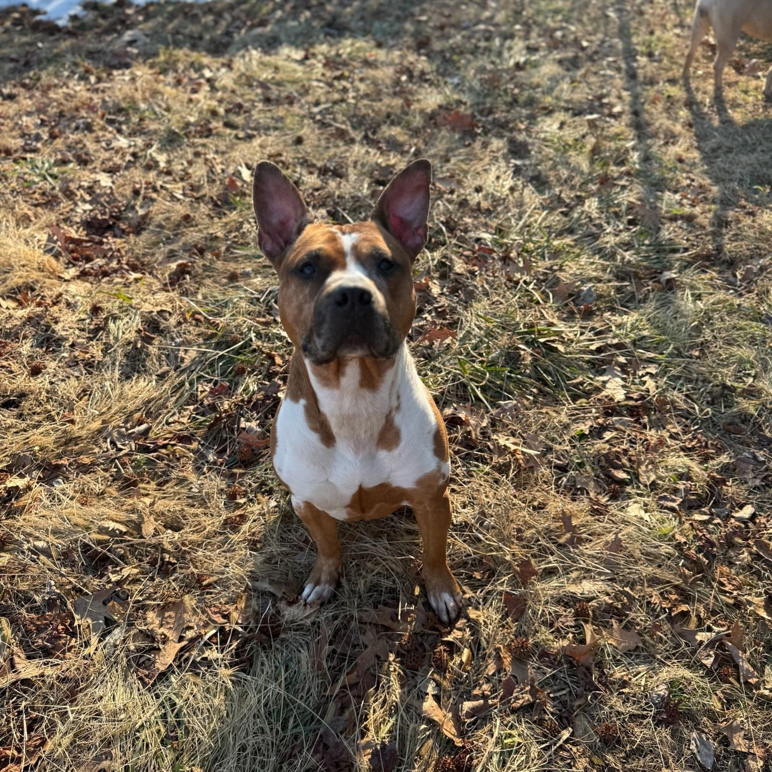 Rico , a ADOPTABLE mixed breed in Chesapeake Beach, MD image 2/6