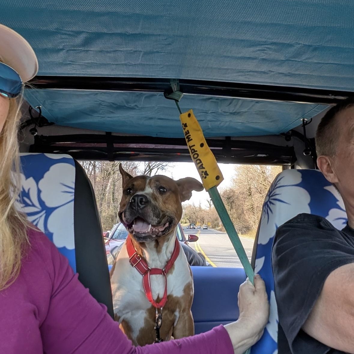 Enlarge Hobbes , a ADOPTABLE mixed breed in Chesapeake Beach, MD image 1/6