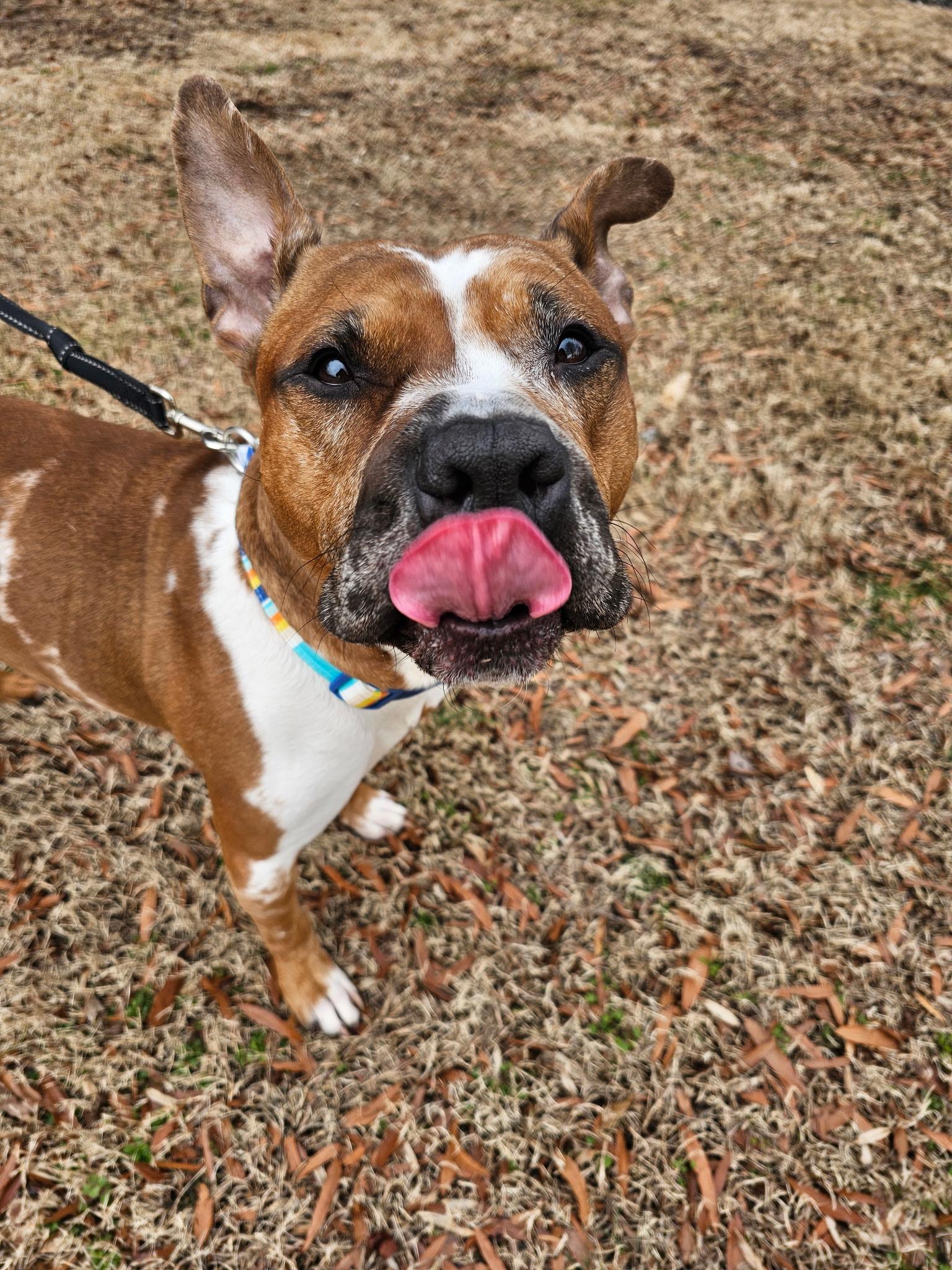 Enlarge Hobbes , a ADOPTABLE mixed breed in Chesapeake Beach, MD image 2/6