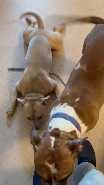 Enlarge Rico , a ADOPTABLE mixed breed in Chesapeake Beach, MD video 6/6