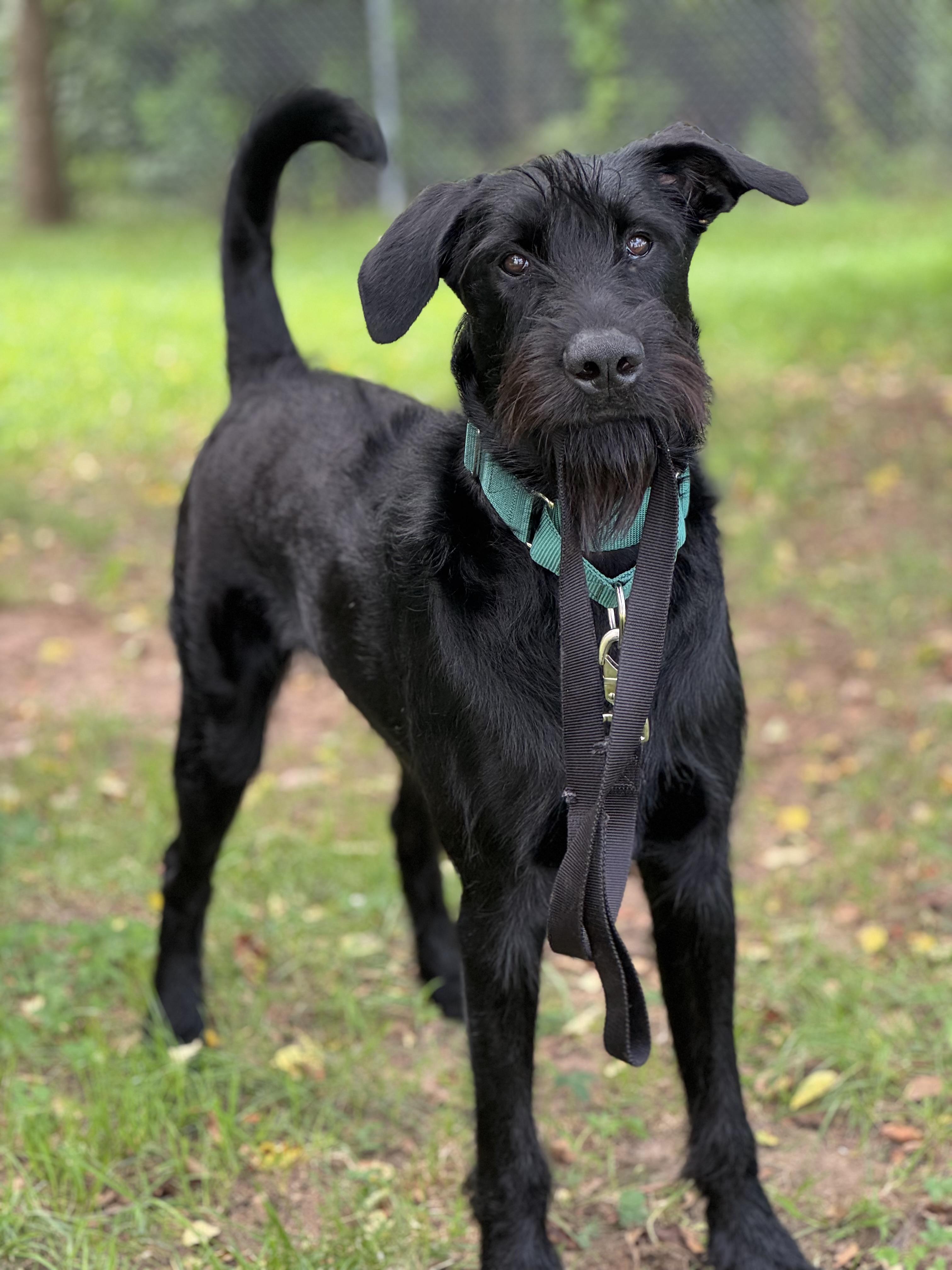Jet, Adoptable, Adult Male Giant Schnauzer.