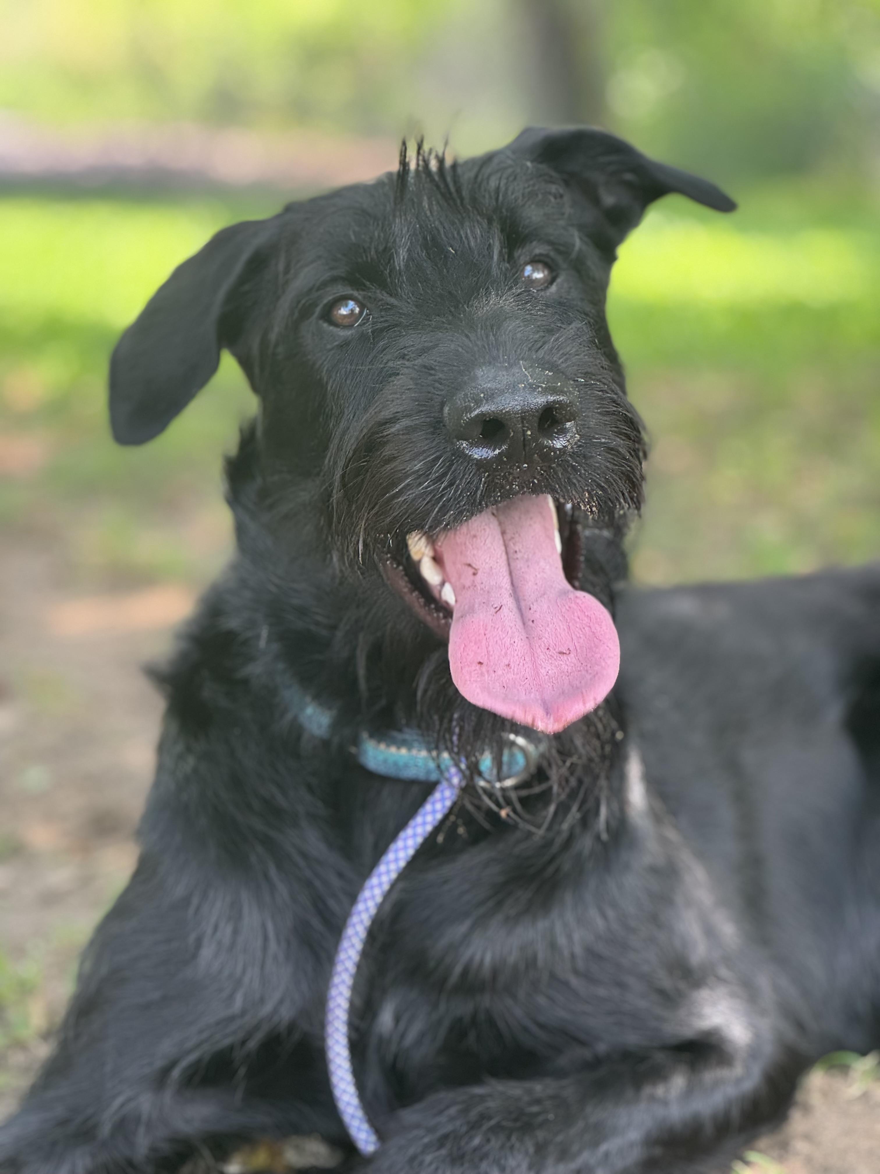 Jet, a Adoptable mixed breed in Nutting Lake, MA image 3/4